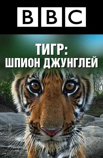 Постер: BBC: Тигр — Шпион джунглей / Tiger: Spy in the Jungle (2008)