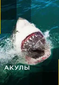 Постер: Акулы / Sharks (2017)