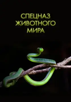 Постер: Спецназ животного мира / Animal Special Forces (2018)