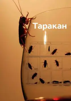 Постер: Таракан / Cockroach (2010)