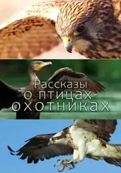 Постер: Рассказы о птицах-охотниках / Tales of the Avian Hunters (2011)