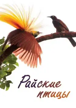 Постер: Райские птицы / Birds of Paradise (2014)