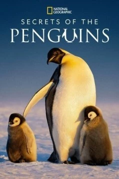 Постер: Тайны пингвинов / Secrets of the Penguins (2025)
