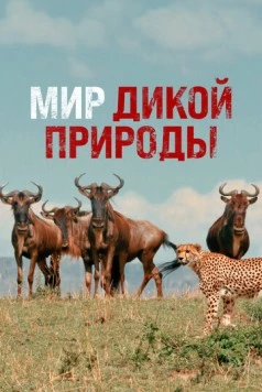Постер: Мир дикой природы / Wild Ones (2014)