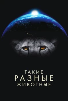 Постер: Такие разные животные / Life in the Animal Kingdom (2024)