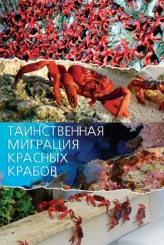 Постер: Таинственная миграция красных крабов / Mystery Migration: Red Crabs of Christmas Island (2020)