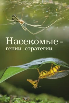 Постер: Насекомые - гении стратегии / Insects, Geniuses of Strategy (2021)