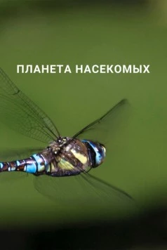 Постер: Планета насекомых / Planet Insect (2022)