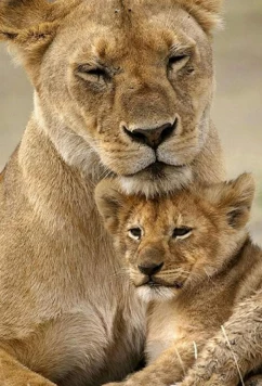 Постер: BBC. Заботливые мамы / Animal Mums (2015)