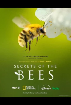 Постер: Секреты пчёл / Secrets of the Bees (2026)