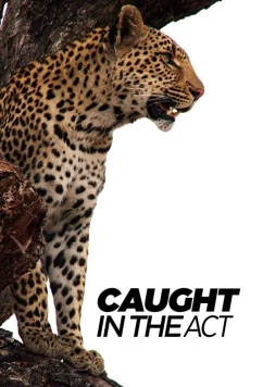 Постер: В объективе: необычное поведение животных / Caught in the Act (2007)